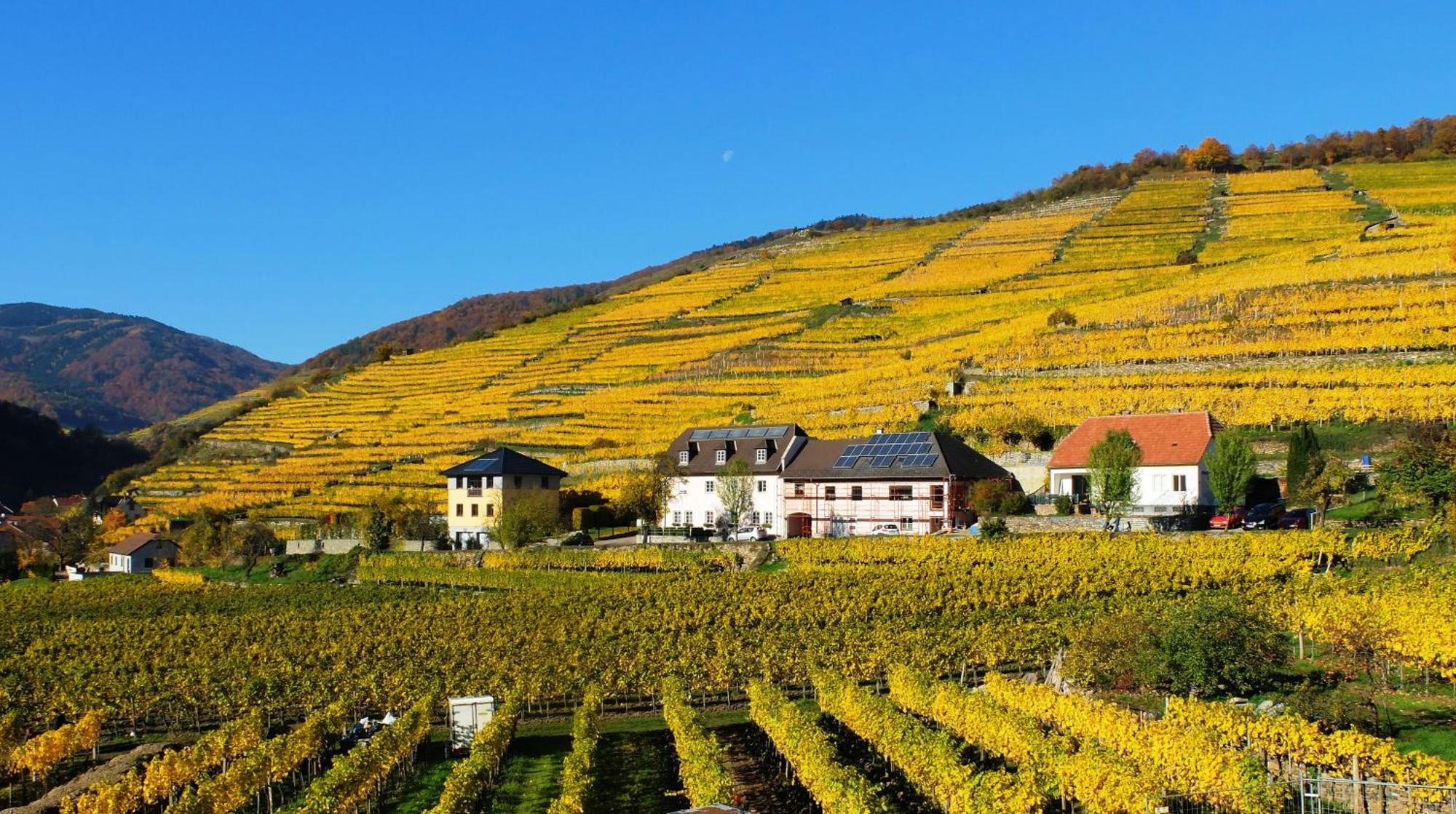 Weingut Donabaum "In Der Spitz" Lejlighed Spitz an der Donau Værelse billede