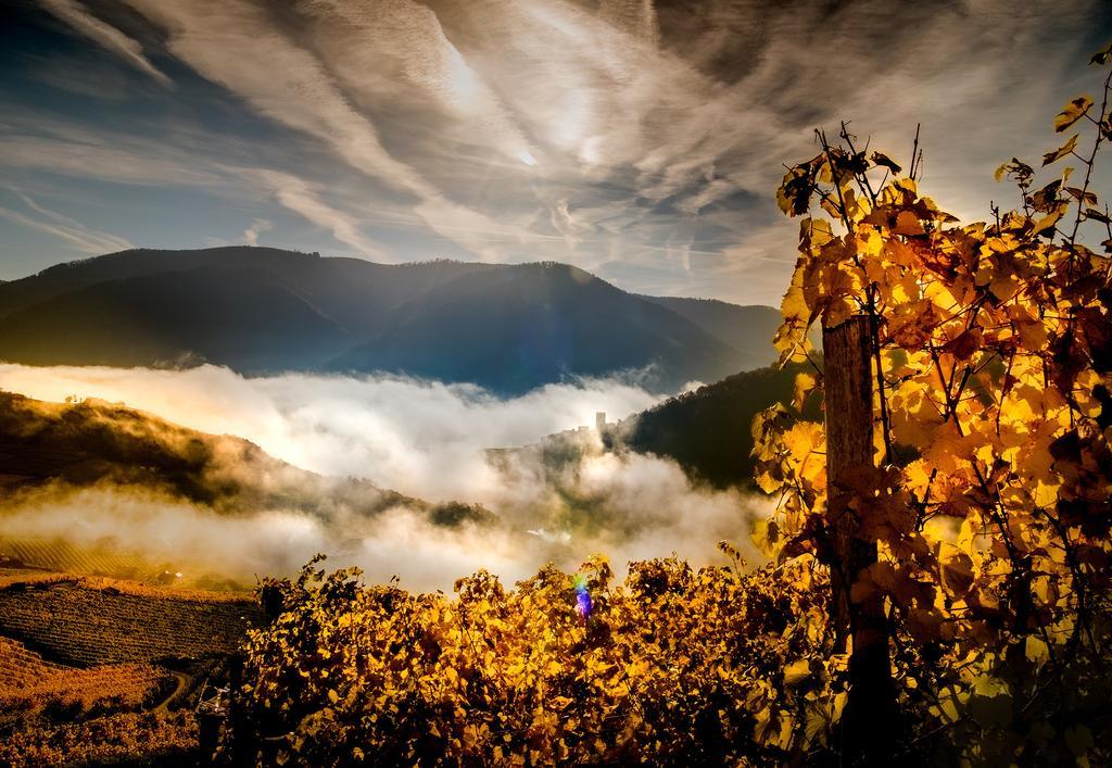Weingut Donabaum "In Der Spitz" Lejlighed Spitz an der Donau Eksteriør billede